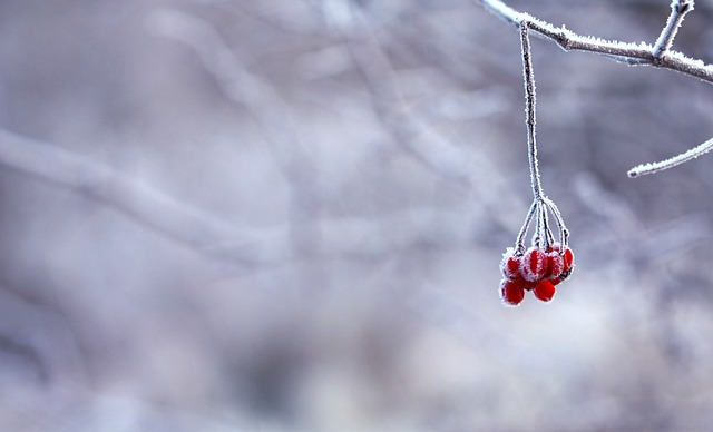 frozen, berries, red