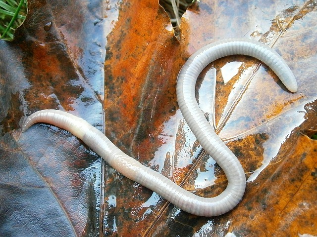 letter, s, earthworm