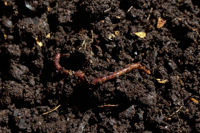 compost, earthworm, worm